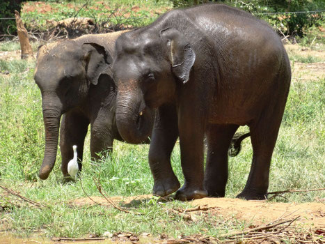 Olifanten in het Yala national park in Sri Lanka