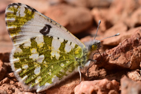 E. melanochloros, mâle, Aït-Abdallah, Anti-Atlas sud-occidental,  2017, ©Frédérique Courtin-Tarrier  