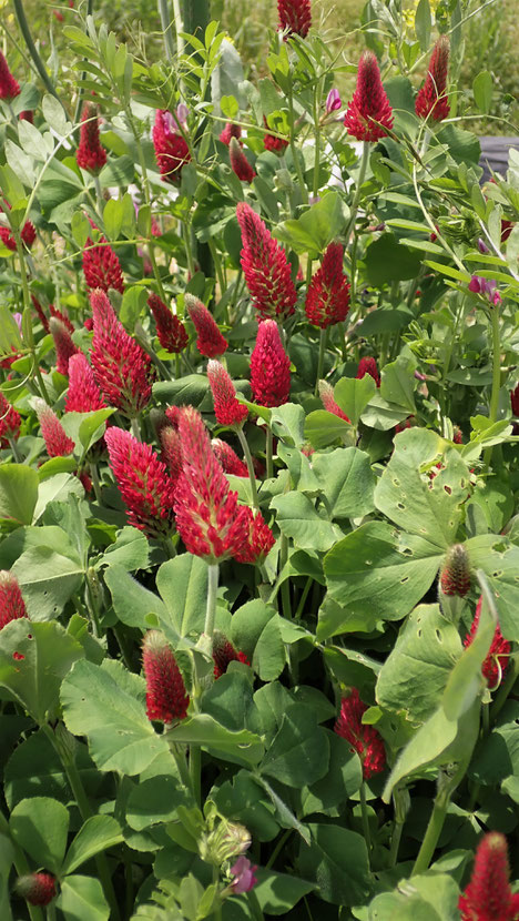 ブロッコリー固定種の花 すどう農園