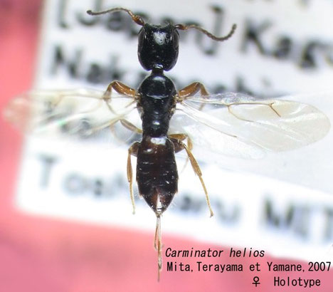 Carminator helios Mita, Terayama et Yamane (Holotype)
