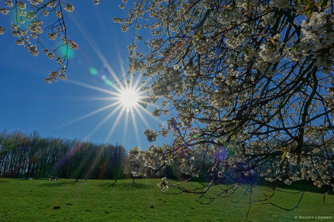 Biberteich in Wölferlingen