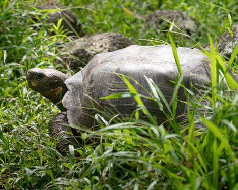 Floreana Riesenschildkröte - Foto: Carlos Espinoza/CDF