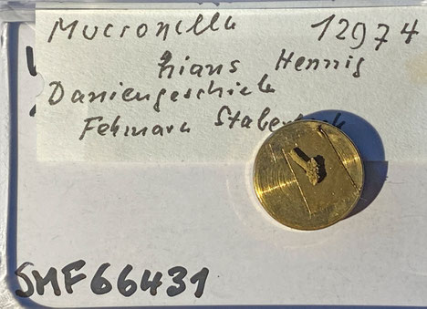 Senckenberg, Bryozoa, Bryozoen, Moostierchen, Sammlung Voigt