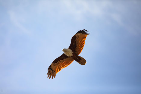 Adler am Himmel | Link: Blog Beitrag | Achtsamkeit | Deine Freiheit - dein Geburtsrecht