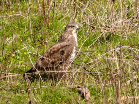 Bussard