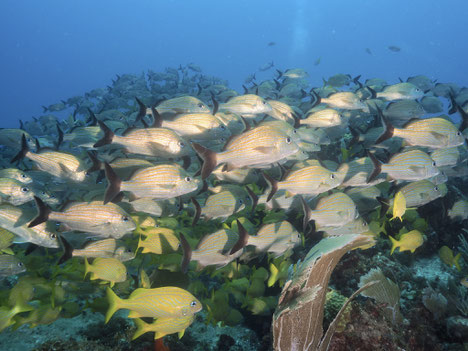 海中写真その④。魚の群れと一緒に。