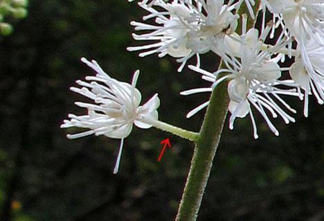 サラシナショウマには花柄がある。　イヌショウマにはない。