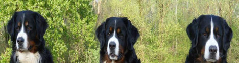 Berner Sennenhunde vom Bärideich