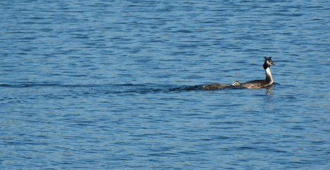 (Bild: buebikernews)