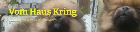 Miniature Spitz of old type puppy German Spitz Haus Kring breeder