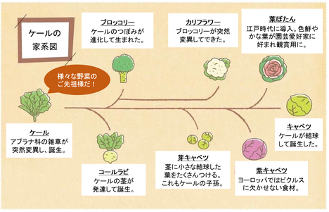 ブロッコリーの栄養、ブロッコリーのビタミン、ブロッコリー抗酸化作用