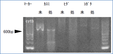 図6-2　MspⅠ処理結果 