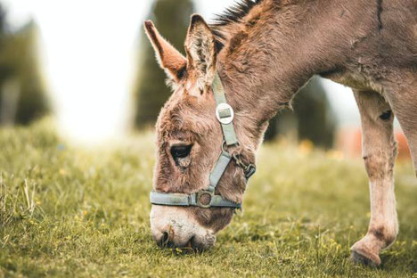 MagnificenHiking with a donkey