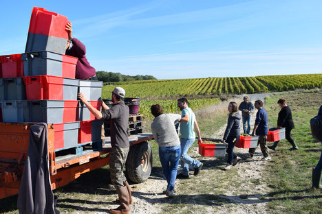 participer-atelier-vendanges-manuelles-main-Vouvray-Vallee-Loire-Rendez-Vous-dans-les-Vignes
