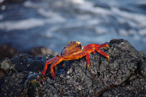 Galapagos