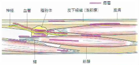 ファッシア(筋膜など)の癒着