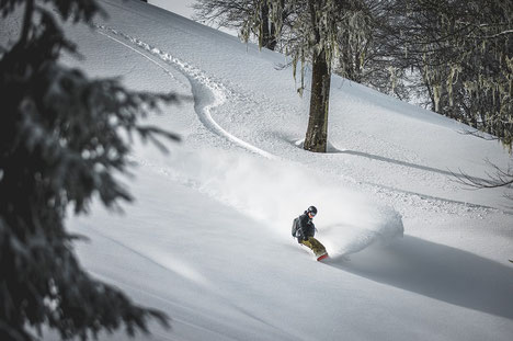 Caucasus, Catskiing, Catski Europe, Treeskiing