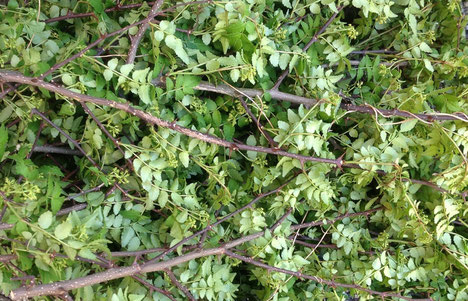 葉と花を採る前、酵素材料: 棘が沢山ある山椒の枝