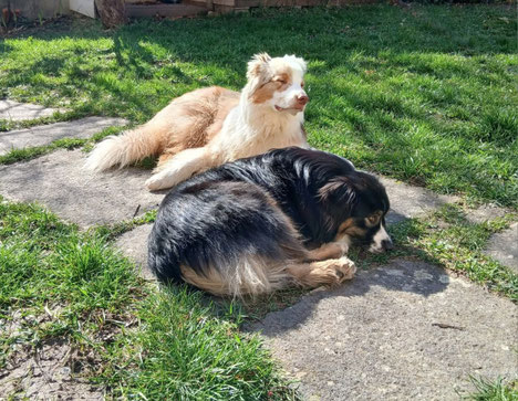 2 chiens heureux dans le jardin du gite Le Clos des Laves dans le Puy de Dôme