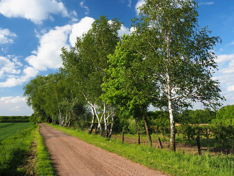 Birke, Allee, Bäume