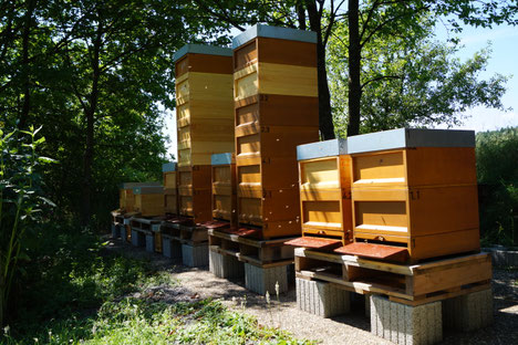 Mein Bienenstand - Juni 2017