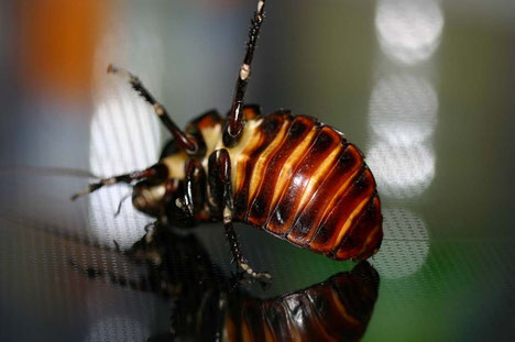 Gromphadorhina (portentosa?)