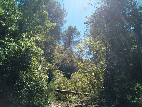 Beautiful play between light and shadow. Taken of one of my hikes with Yoga and meditation in Serra de Collserola