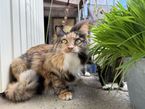 迷子猫を見つけた瞬間のイメージ画像