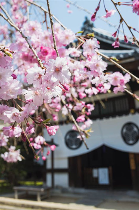 （京都桜の穴場）養源院の桜