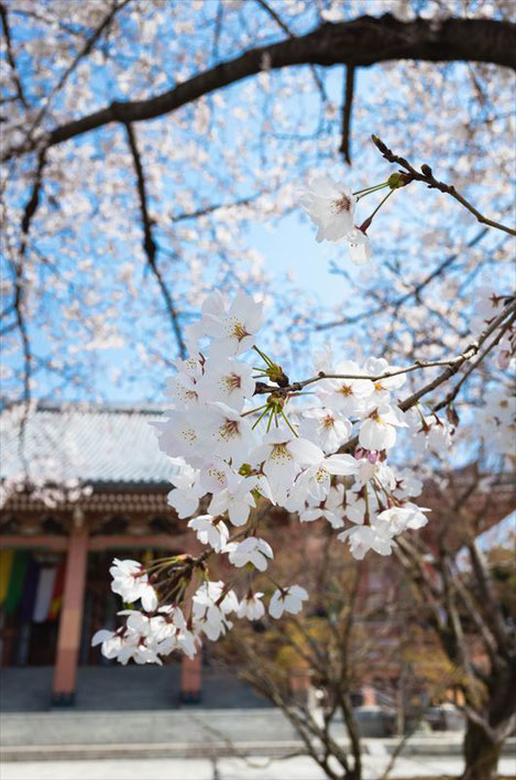 （京都桜の穴場）智積院の桜