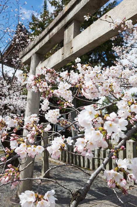 （京都桜の穴場）本法寺の鳥居と桜