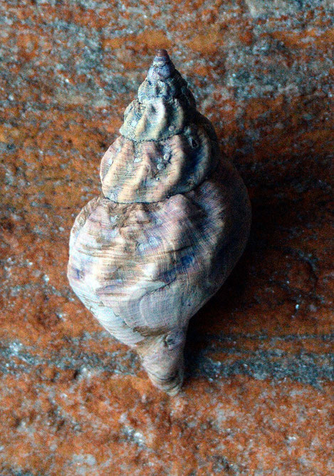 Shell and schist stone from Russelv shoreline. Could this be the accidentally introduced American Oyster Drill - Urosalpinx cinerea - that is the bane of oytser farmer's lives for it ability to drill into living oysters and access the soft inner parts?