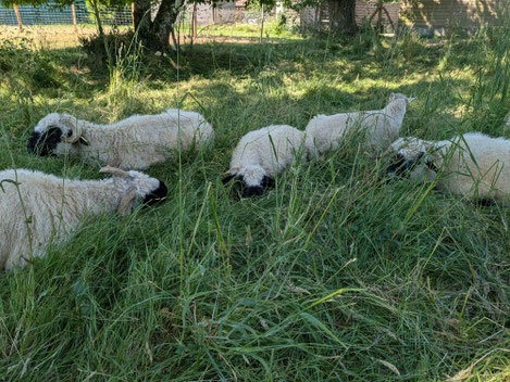 mouton vendee eco paturage