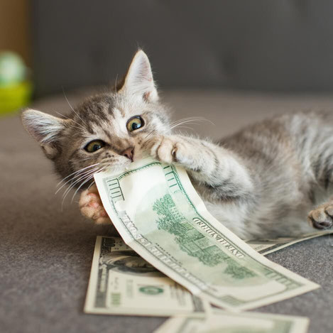 kitten biting dollar bill