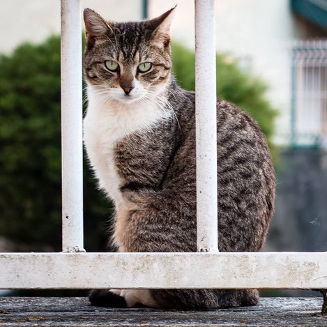 outside cat behind white bars