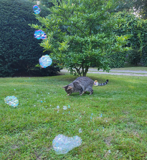 katzenmaedchen fibi auf der jagd nach seifenblasen