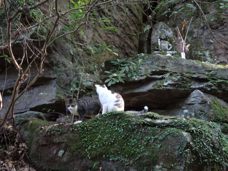 虚空蔵菩薩像のところでは2匹の兄弟猫が遊びにきました