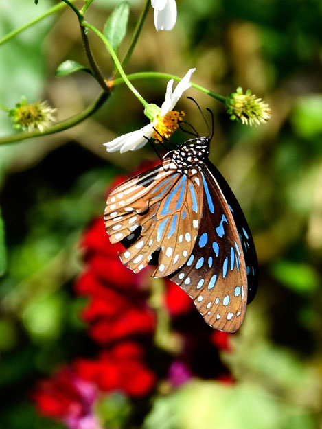 Bangkok, Thailand,Fotografie, Photography, Reise, Russelsheim am Main, Rüsselsheim, Hessen, Fotograf, Tagesbuch, Asien, Mittag, Insekten, Religion, Pristen,Chiang Mai, Blumen, Schmetterling