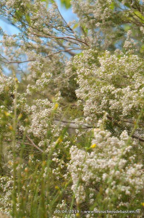 fleur de Erica arborea, Cévennes lozèriennes