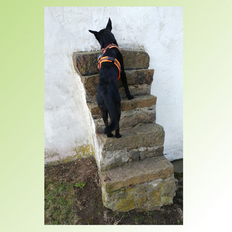 Hund steht auf einer Treppe und steigt nach oben: Bild zum Beitrag Gefahren beim Treppesteigen von Hundephysiotherapeutin Heike Amthor