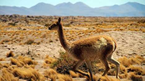 Chile Up Close – Atacama Round Trip on the Altiplano and the Lake Region in 3 Weeks