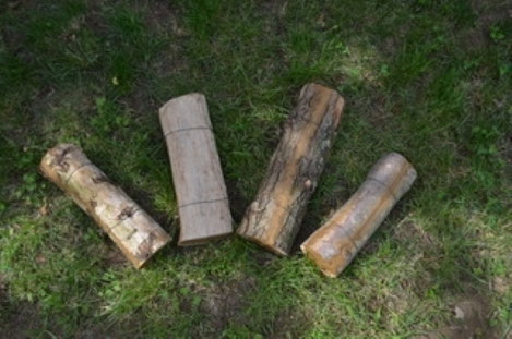 Holz von Birke, Ulme, Eiche, Ahorn als vegane Präparatehüllen