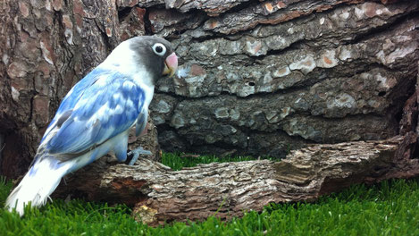 Macho arlequín azul violeta