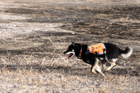 サルを見つけると一目散に走る柴犬・マロ