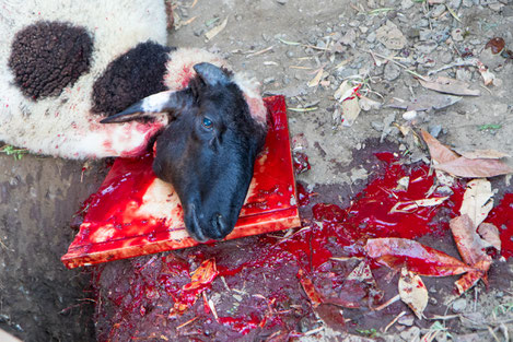 Killed sheep in it's own blood