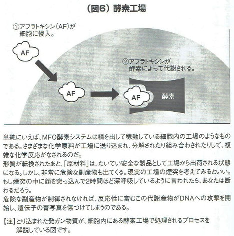 タンパク質の摂取が主にアフラトキシンの代謝に関与する酵素（混合機能オキシダーゼ〈MFO〉）に影響を与えるかどうかの確認