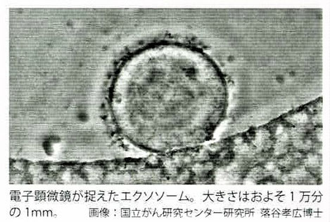 エクソソームの大きさは約1/10000mm