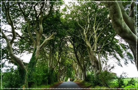 Dark hedges - Northern Ireland - Dante Harker