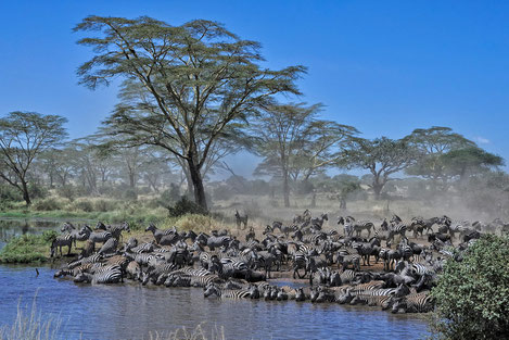The Serengeti from Dante Harker.com