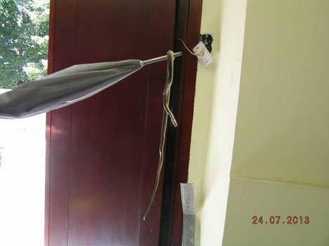 La vipera tolta con un ombrello dall'intercapedine della porta di accesso al comune
